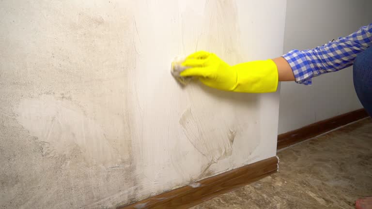 Best Water Damage & Mold Remediation  in Red Lake, AZ