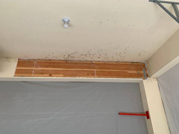 Best Mold Odor Removal Services  in Red Lake, AZ